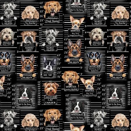 Dog Mugshots - CD3888-Black