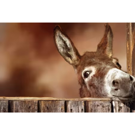 Donkey at the Gate Panel 20in x 13in # AFF-005