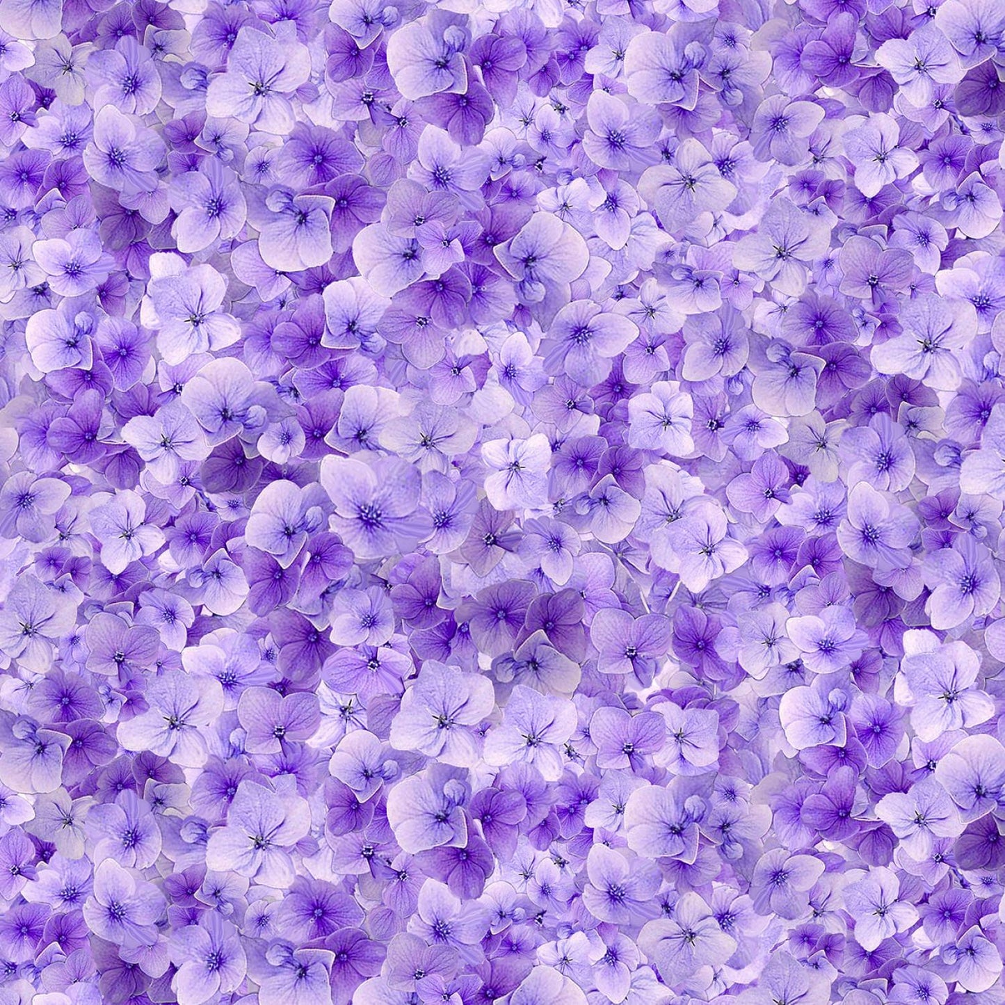 Garden Delight - Viola Floral - CD3505-LILAC