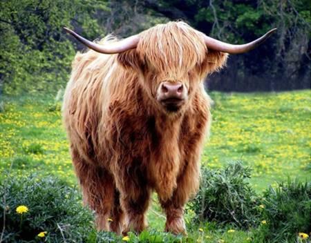 Highland Cow in Dandilions Panel 20in x 16in # ACW-016