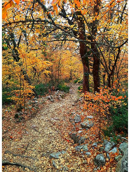 On The Path To Fall Panel - 25789-66