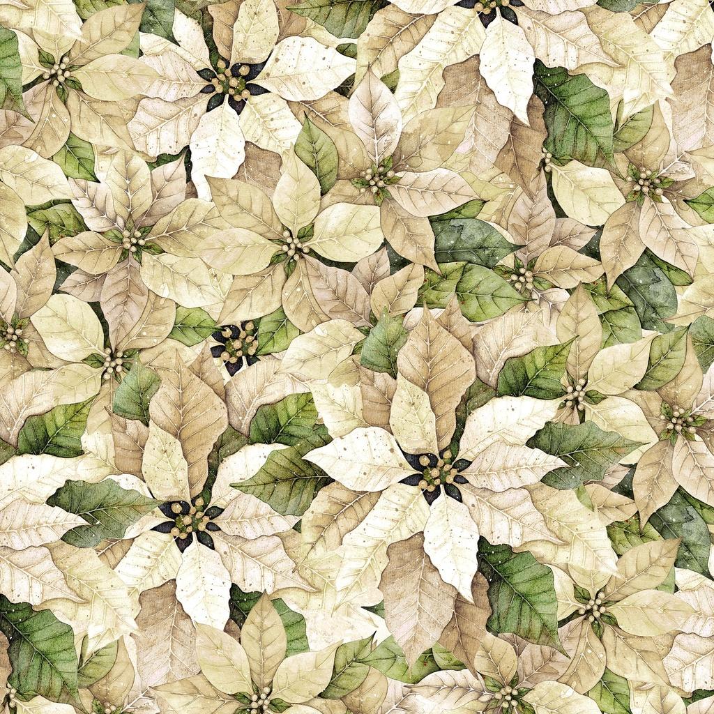 Poinsettia Radiance - Pack Poinsettia - Cream - LMW110-6-006