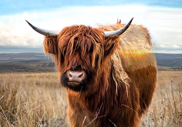 Call of the Wild Highland Cow - 25422-39