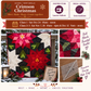 Crimson Christmas Tree - Starts Sat Oct 24 @10am