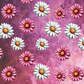 Daisies on Pink Grunge Printed Vinyl - 12in x 53"
