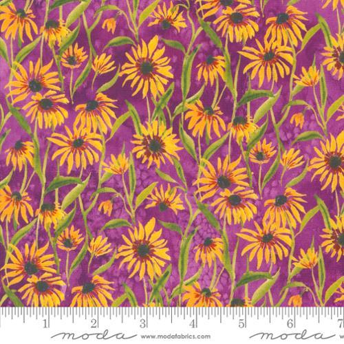 Floribunda Create Joy - Violet  - 539805-13