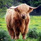 Highland Cow in Dandilions Panel 20in x 16in # ACW-016