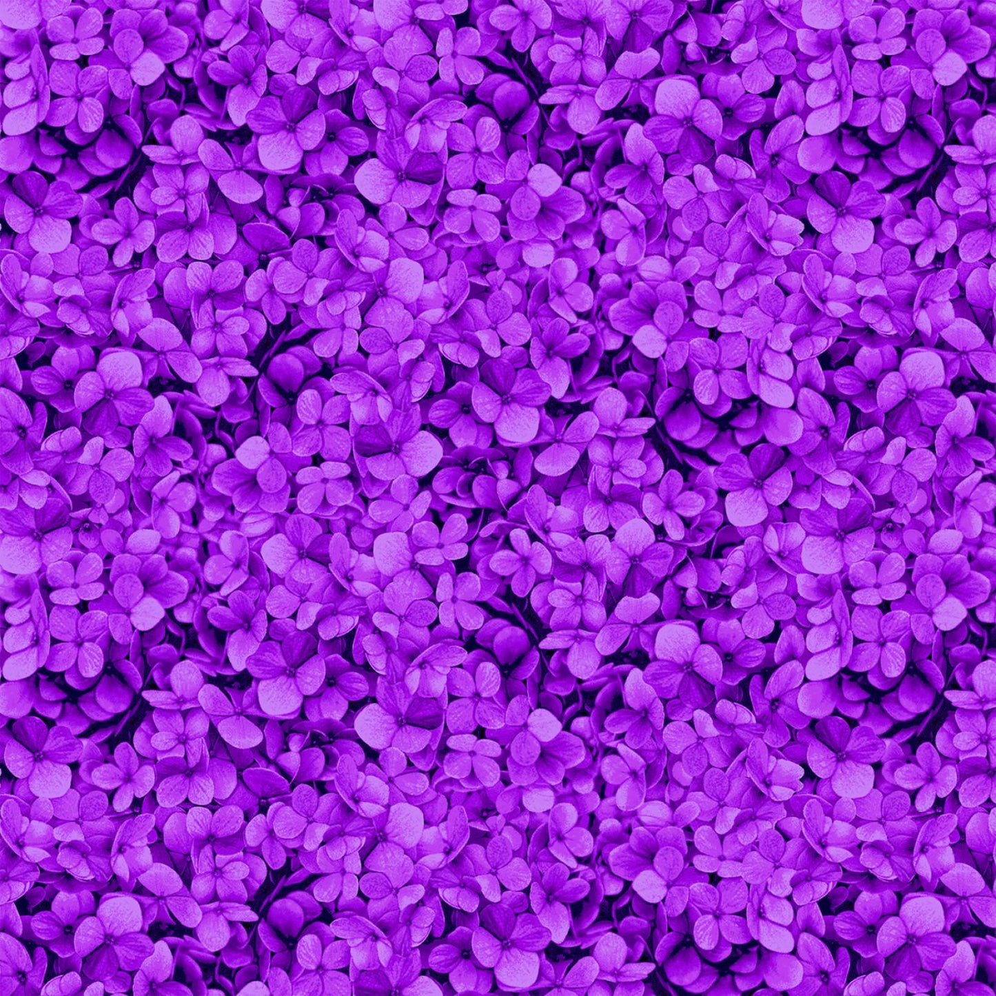 Midnight Bloom - CD3387-Magenta