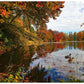 On The Path To Fall - Panel - 25790-11