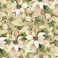 Poinsettia Radiance - Pack Poinsettia - Cream - LMW110-6-006