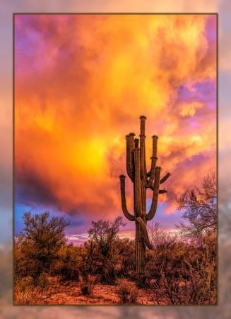 Saguaro Sunset Panel 16in x 22in # DCS-004