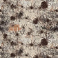 Scary Spice - Sepia Spiders 5.75 Inch # 8830S-34