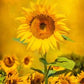 Solitary Sunflower 15x22.5in Panel # FLR-028
