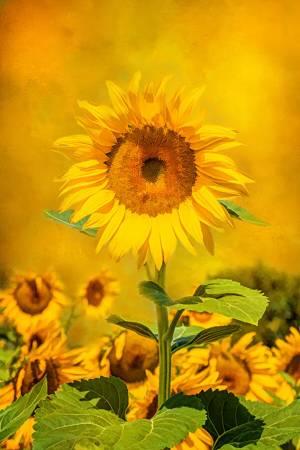 Solitary Sunflower 15x22.5in Panel # FLR-028